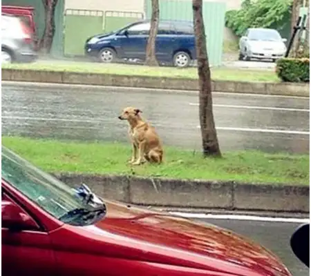 The little yellow dog stands in the rain, and the next time, please don't abandon me