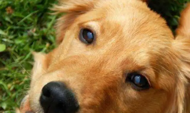 Why do you always say golden hair can't be a police dog? You're probably surprised to answer that