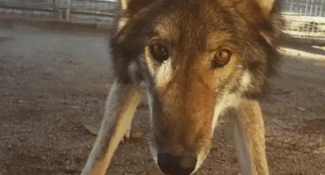 He had a dog at his house and was expelled after being told it was a wolf, and then two years later he was crying