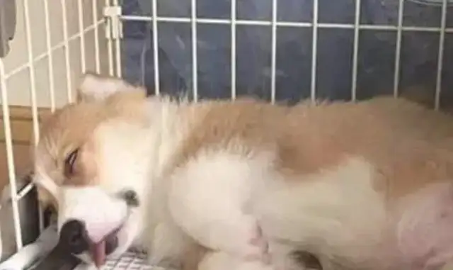 I wanted to buy a dog housekeeper, and then I bought Kirkie to sleep all day long, shoveling shit