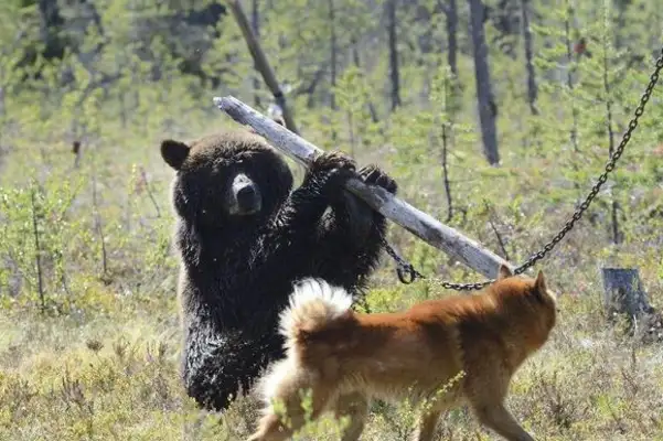 A brown bear broke into the residents' house and couldn't believe it