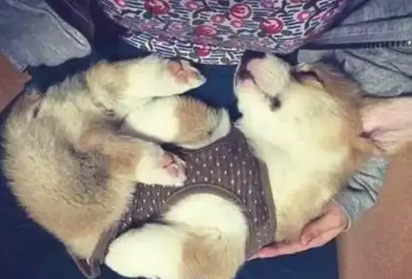 I wanted to buy a dog housekeeper, and then I bought Kirkie to sleep all day long, shoveling shit