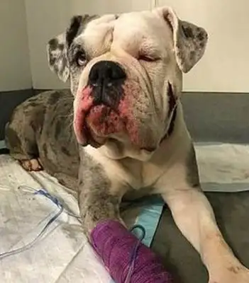 There's been a dog abandonment in England today