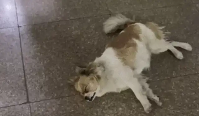 Dog: I just slept in front of the library. I hear you're saying I'm dead