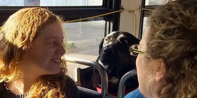 The pet dog thinks the owner smokes too slow and takes the bus to the park alone