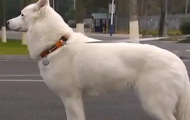 The dog broke his teeth by biting a sheep's ass, and the owner demanded $24,000