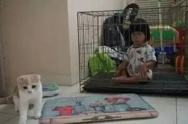 Times have changed. Now cats are not dogs, but..