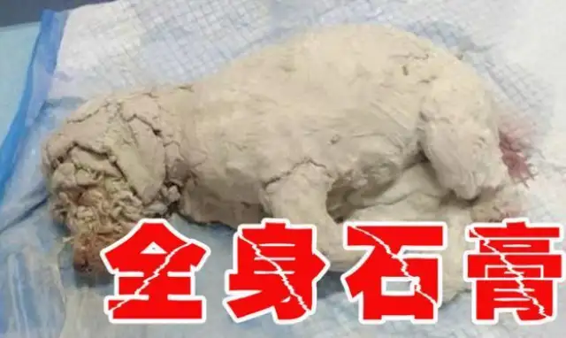 In March, the dog was subjected to plaster-covered abuse, retinas were burned and the perpetrator was aggressive