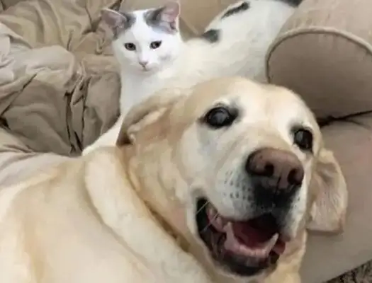 Cats are abandoned by their neighbors and taken home by their own dogs. Gas