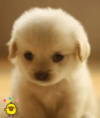 The dog sleeps at night with this thing, and the cat laughs, and he's born a treasure slave