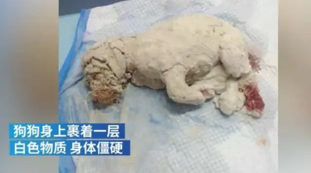 In March, the dog was subjected to plaster-covered abuse, retinas were burned and the perpetrator was aggressive