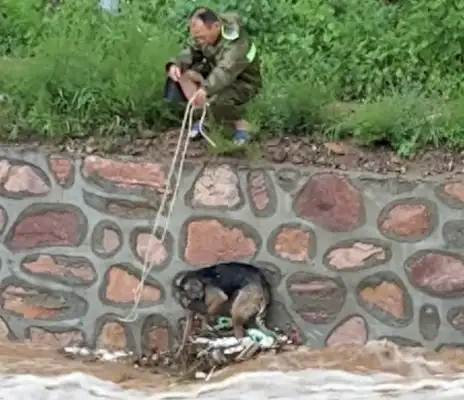 The dog fell into a flood, and in times of crisis, uncle reached out and pulled it back to shore
