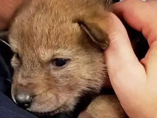 I found the dog and gave it to the police
