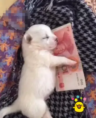 The dog sleeps at night with this thing, and the cat laughs, and he's born a treasure slave