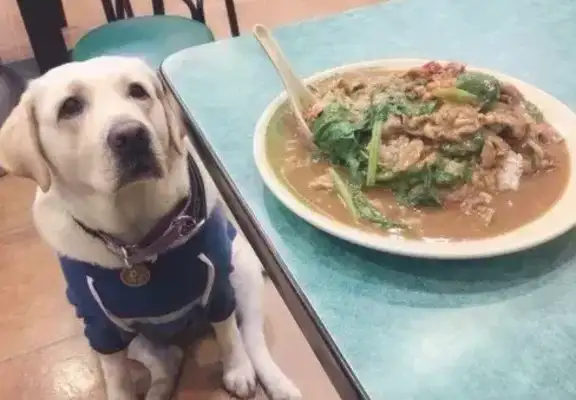 You always take a puppy to a restaurant