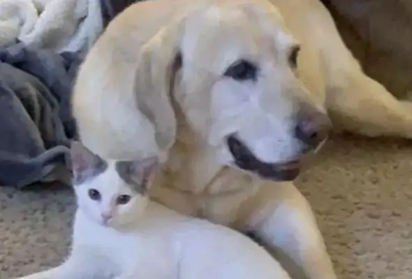 Cats are abandoned by their neighbors and taken home by their own dogs. Gas