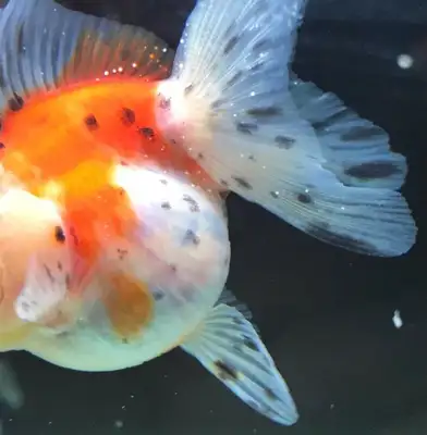 Don't panic if the fish have white spots