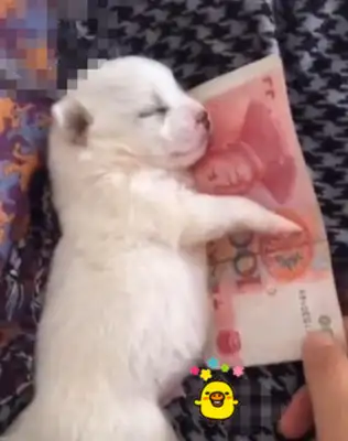 The dog sleeps at night with this thing, and the cat laughs, and he's born a treasure slave