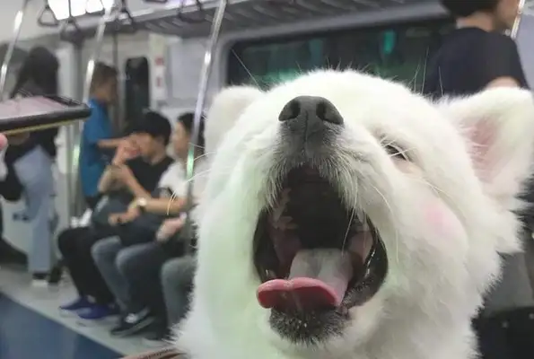 The dog just woke up, and everyone was looking at it