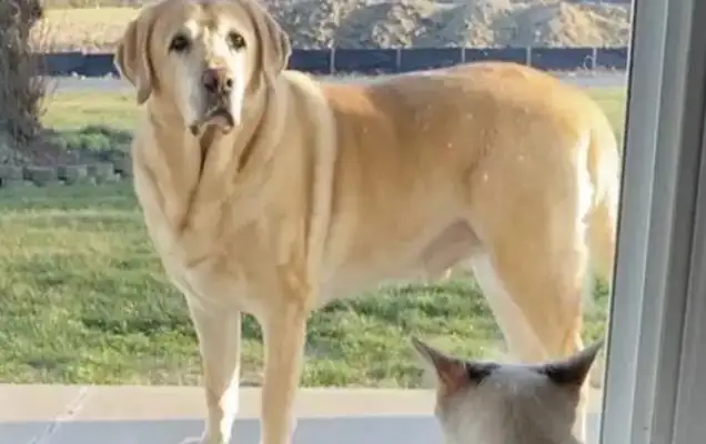 Cats are abandoned by their neighbors and taken home by their own dogs. Gas