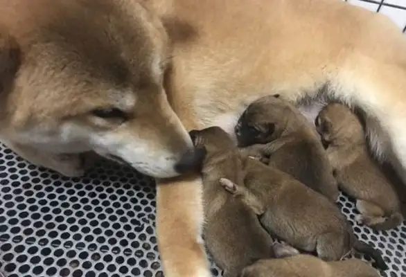Last night, Chai Dogs gave birth to five pups, and in the morning he laughed when he saw his master