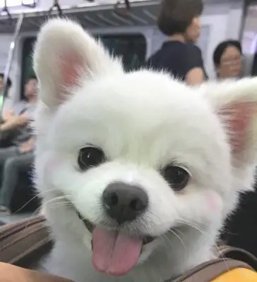 The dog just woke up, and everyone was looking at it