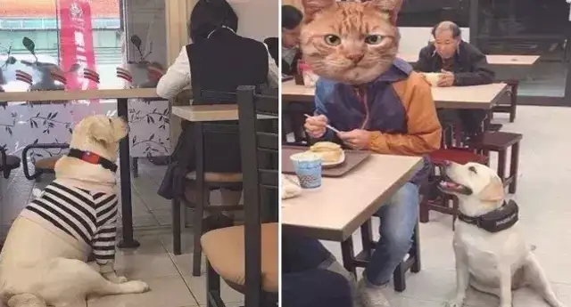 You always take a puppy to a restaurant