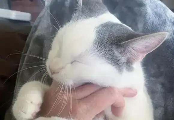 Cats are abandoned by their neighbors and taken home by their own dogs. Gas