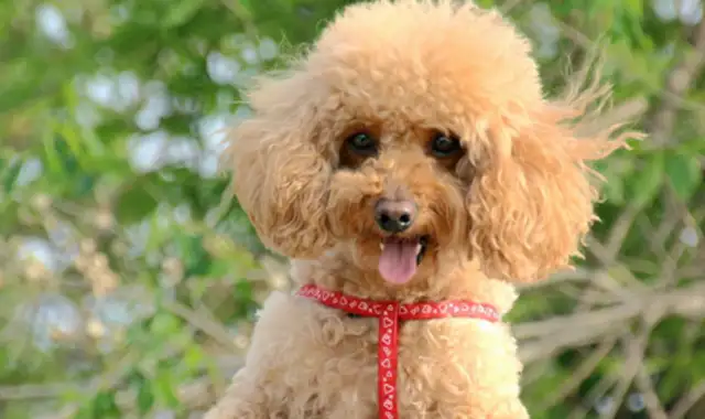 He stole 300,000 VIP dogs and got caught without the money