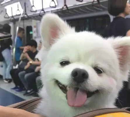 The dog just woke up, and everyone was looking at it