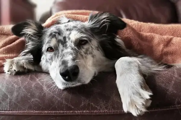 Dogs with common diseases: complete guidelines