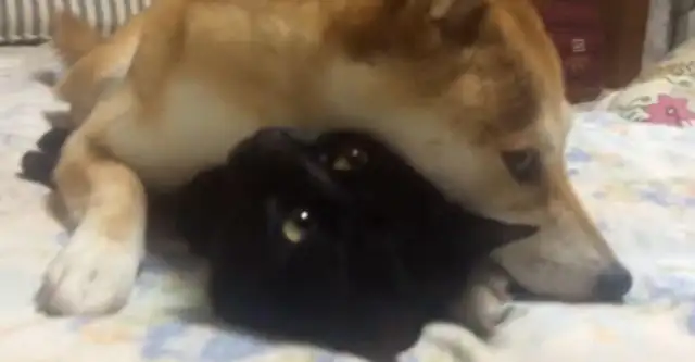 The dog doesn't take the cat back, he's playing the cat every day