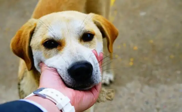 The country dog market sells dogs, and the dog sells for $200