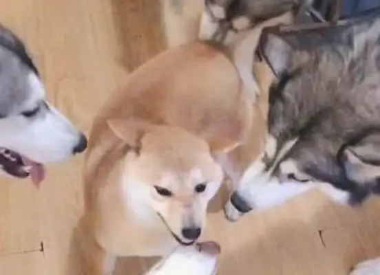 Four two-huts surrounded a firewood dog, and two-ha: Have you sinned