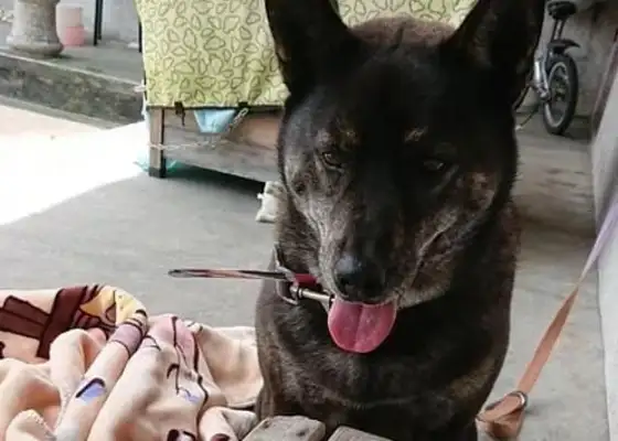 Grandma's babysitting the dog, she's being stopped by her daughter, and she's saying,