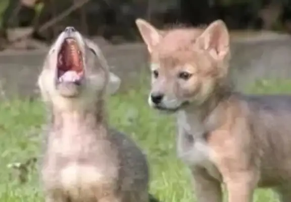 They share pictures of their dogs as mothers, and their friends are turned over