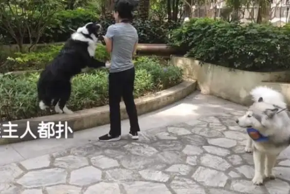 The dog comes in and out of the elevator, the dog trainer comes in and corrects, becomes a cat