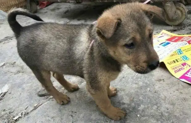 The country dog market sells dogs, and the dog sells for $200