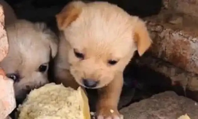 The dog's in a broken house, the nice guy takes out the tarts, and the dog's response is moving