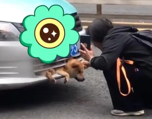 Yunnan: The pet dog was hit by a car bumper and the owner cried