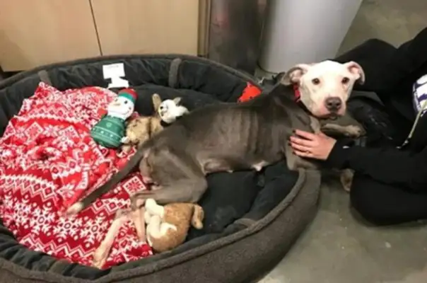 The dog's abandoned. The owner left a note: I'm homeless. Help him find a home