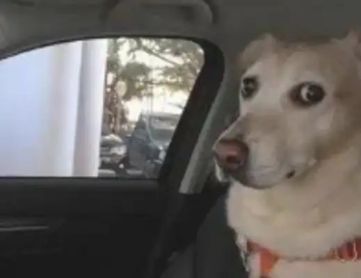 Before we got to the hospital, the dog's little look didn't seem right