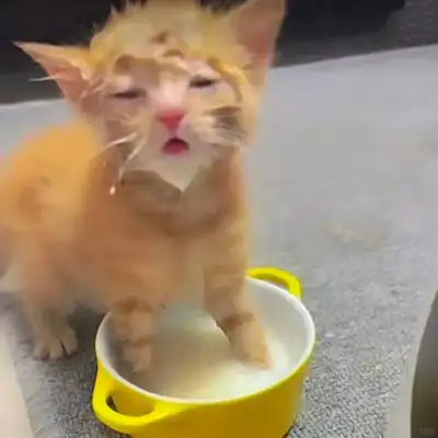 Don't freak out! The doctor's hand taught you how to judge the cat from the vomit color