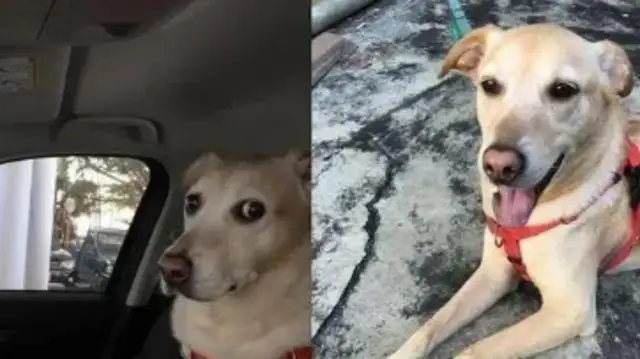 Before we got to the hospital, the dog's little look didn't seem right