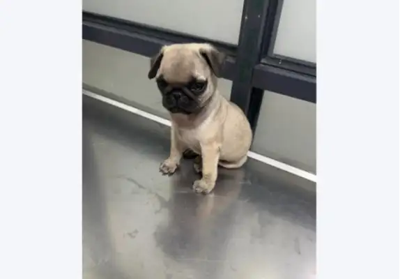 The dog of the week is in charge. The pet shop is three to one
