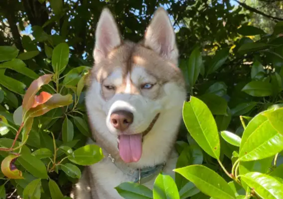A sleigh dog chasing a bee into the bush, swollen face five times the size of a pig. Head