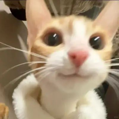 Don't freak out! The doctor's hand taught you how to judge the cat from the vomit color