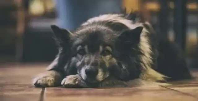 The pet dog was drawn into a dispute and the civilian police reconciled