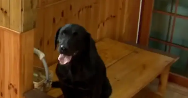 Dogs work at restaurants with their masters. They've been happy for seven years