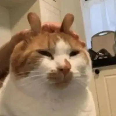 Don't freak out! The doctor's hand taught you how to judge the cat from the vomit color